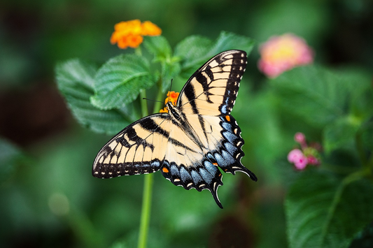 Entomology: The Art Of Studying & Preserving Insects