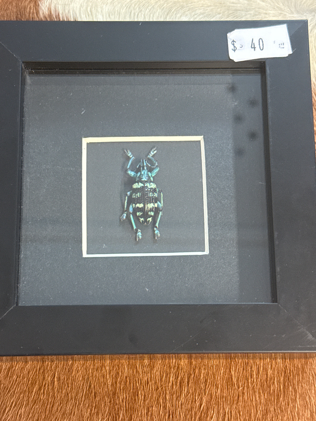 Eupholus linnei Weevil in a Frame