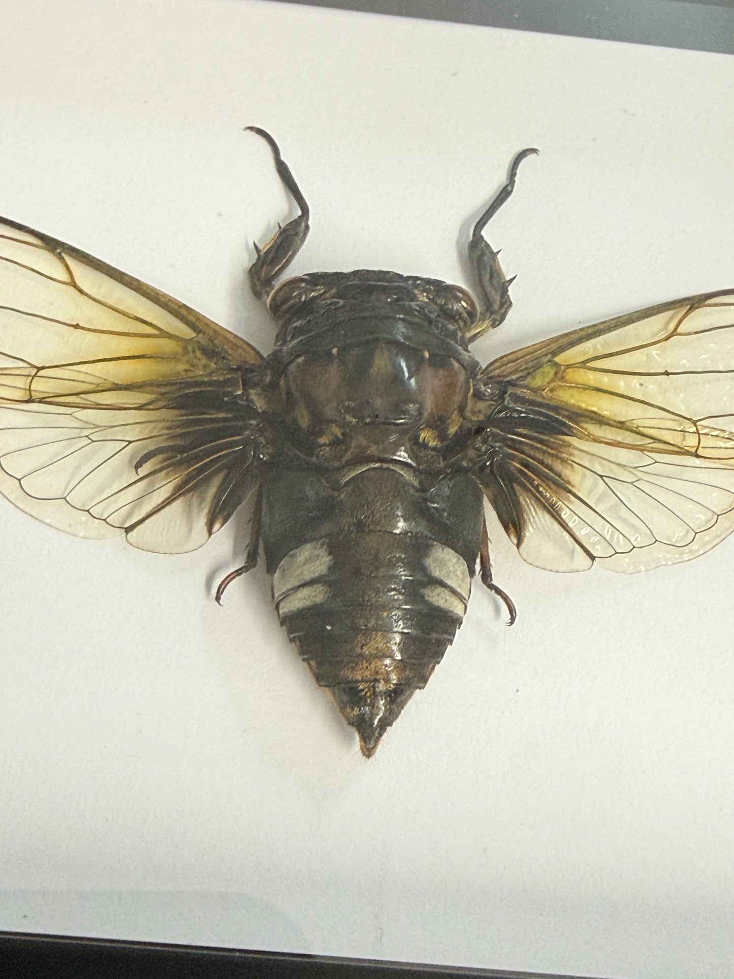 Black Clearwing Cicada - Cryptotympana acuta Frame