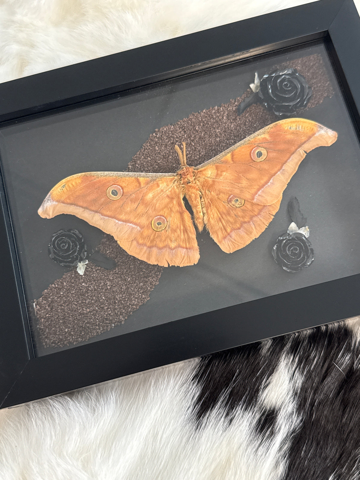 Antherina Silk Moth in a Frame