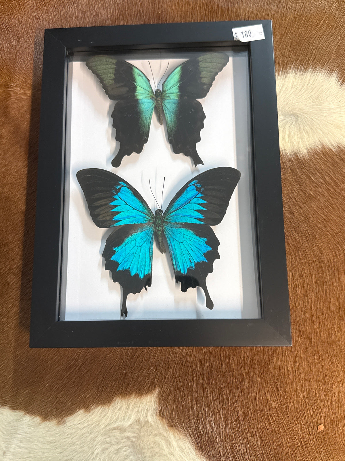 Papilio peranthus & Ulysses Butterfly Duo Frame