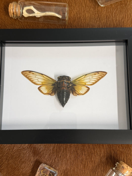 Clearwing Cicada - Cryptotympana fumipennis Frame