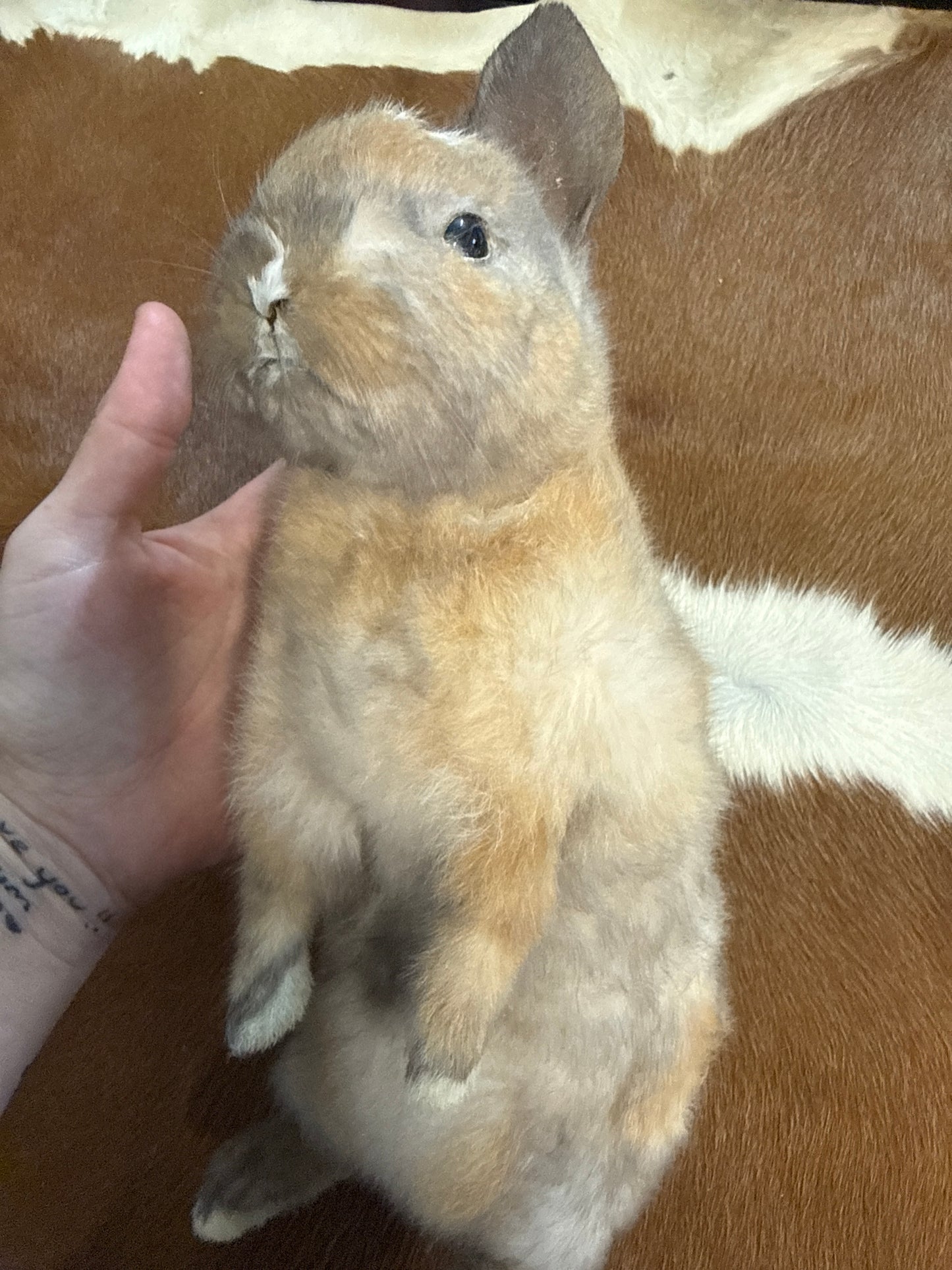 Taxidermy Bunny Mount 'Anniki'