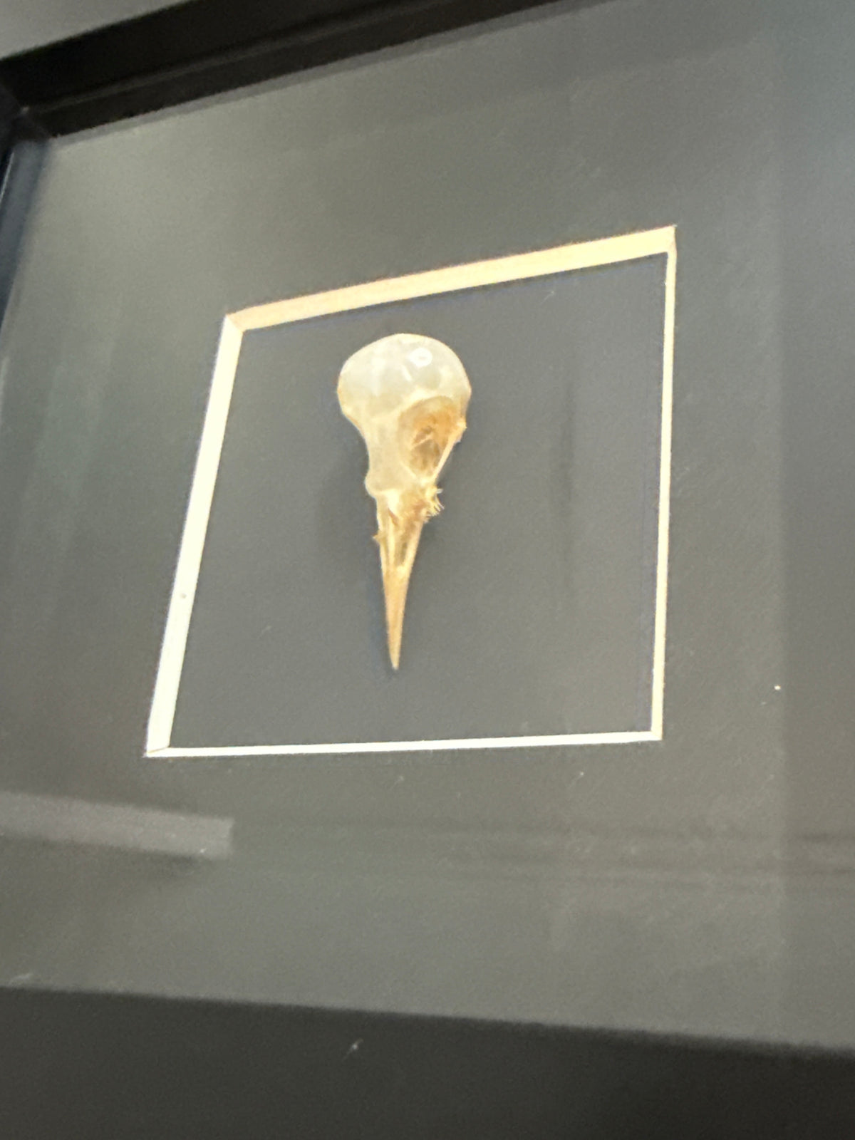 Plain Prinia Bird Skull (Prinia inornata) Frame