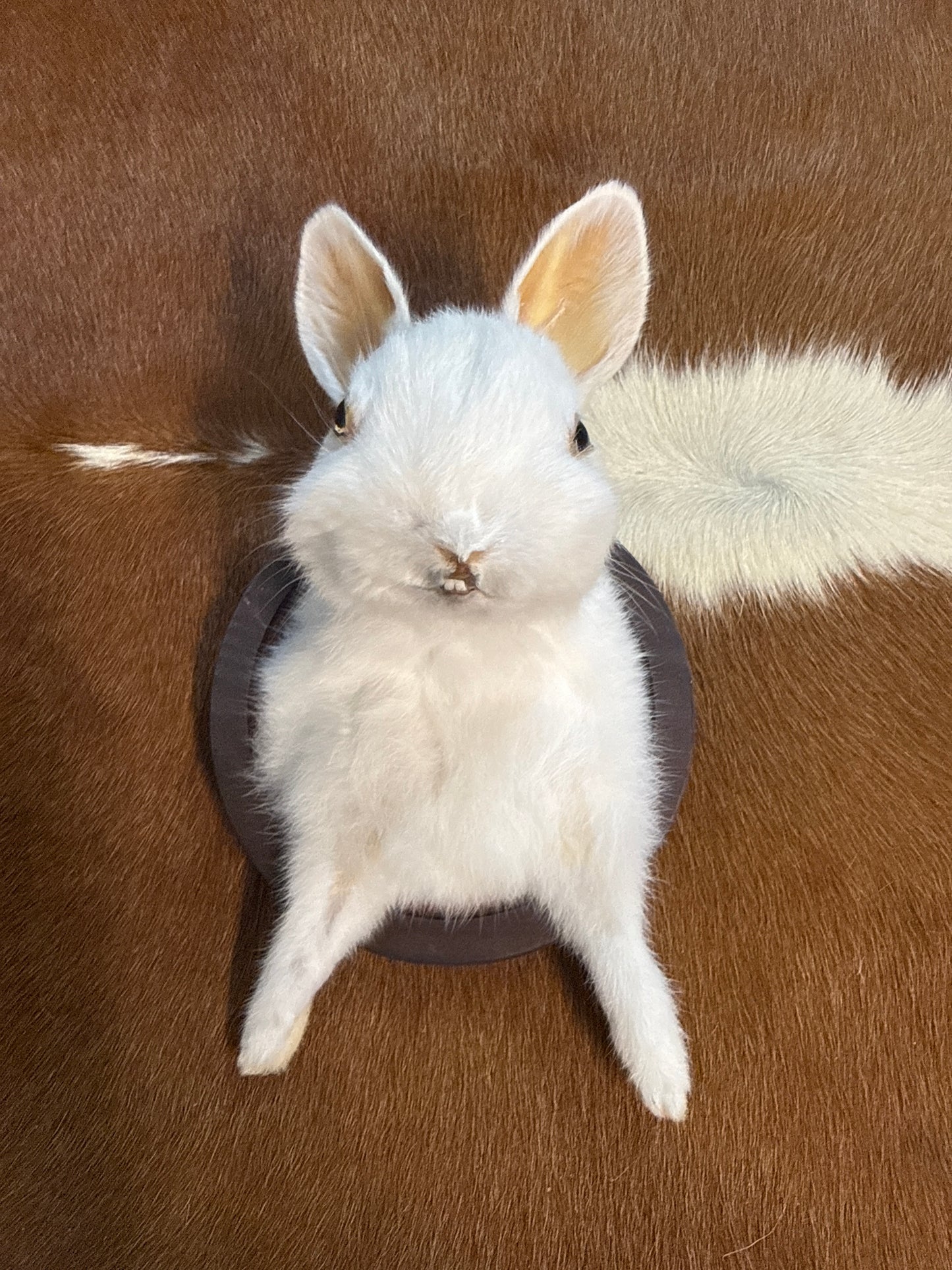 Bunny Bust Wall Mount 'Layla'