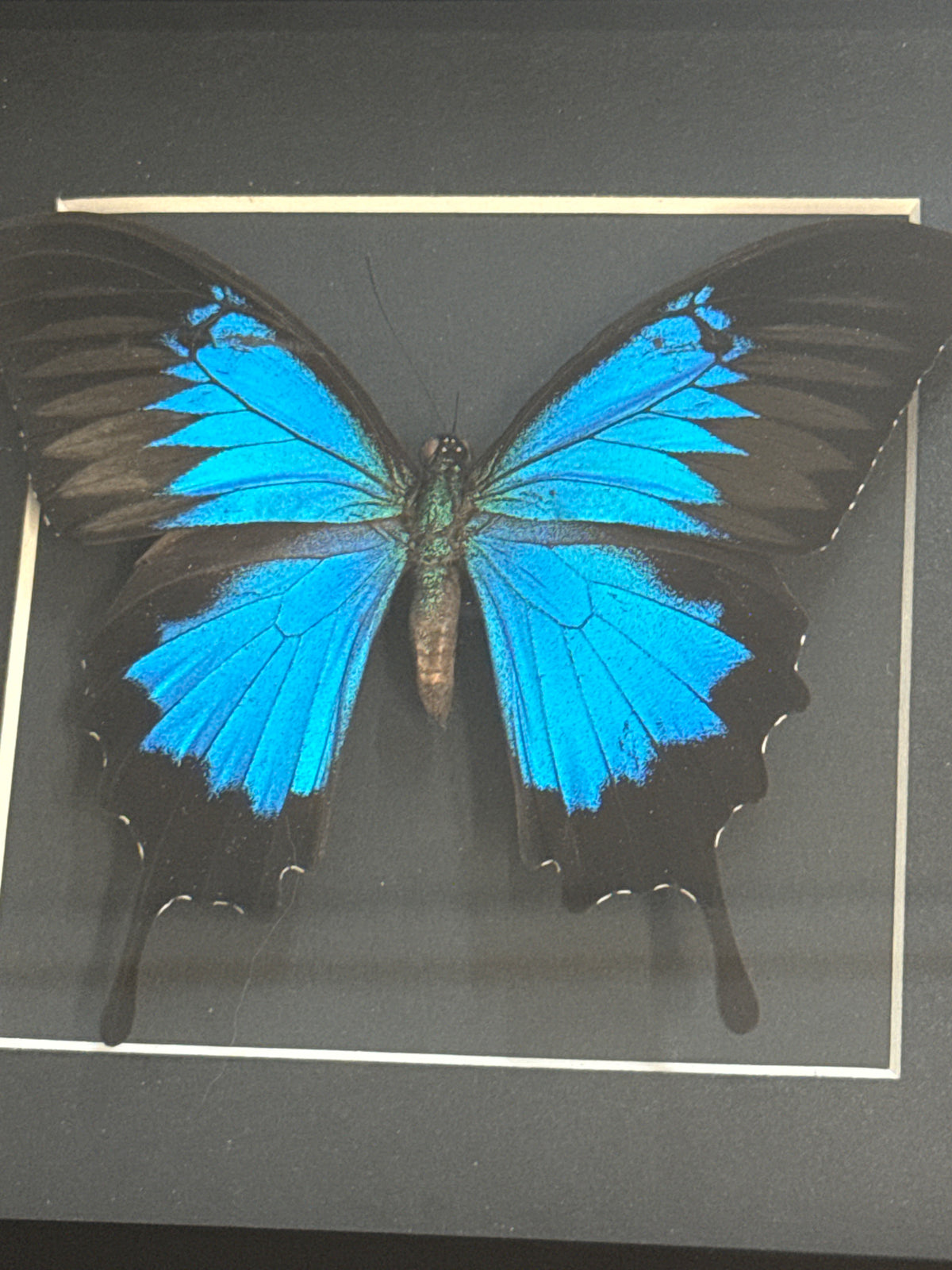 Papilio Ulysses Butterfly in a Frame