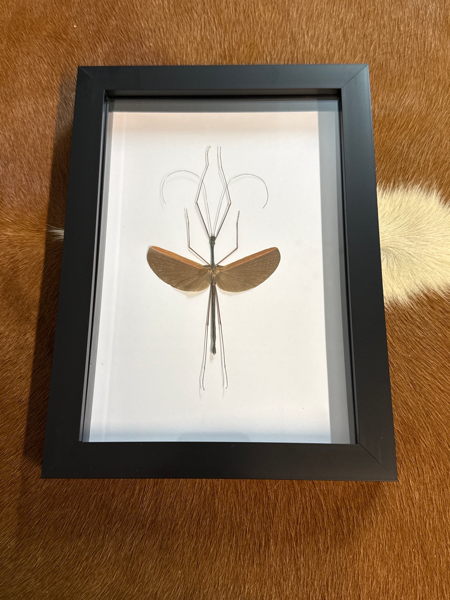 Gargantuoidea triumphalis Stick Insect in a Frame