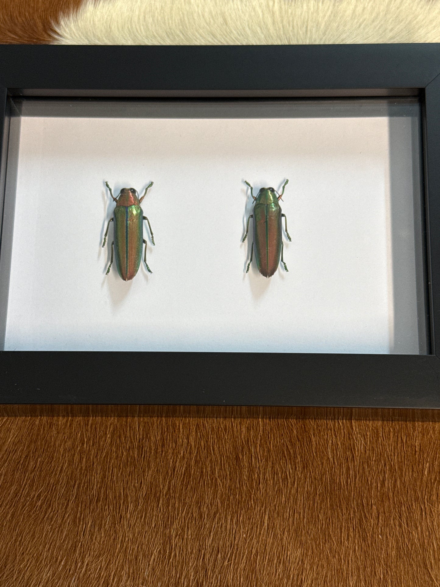 Jewel Beetle Duo Frame