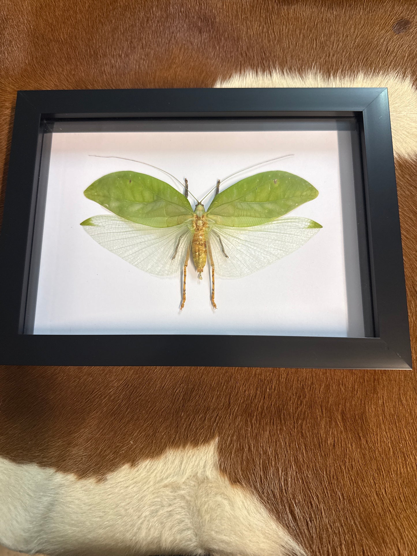 Green Katydid in a Frame