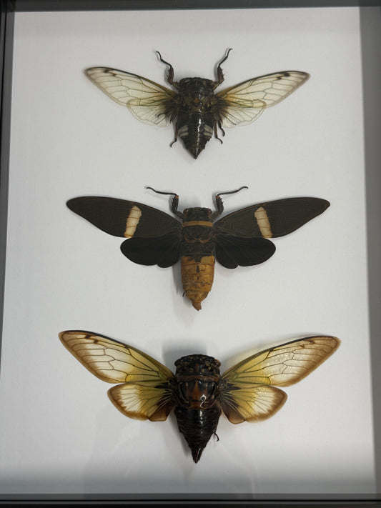 Cicada Trio Frame