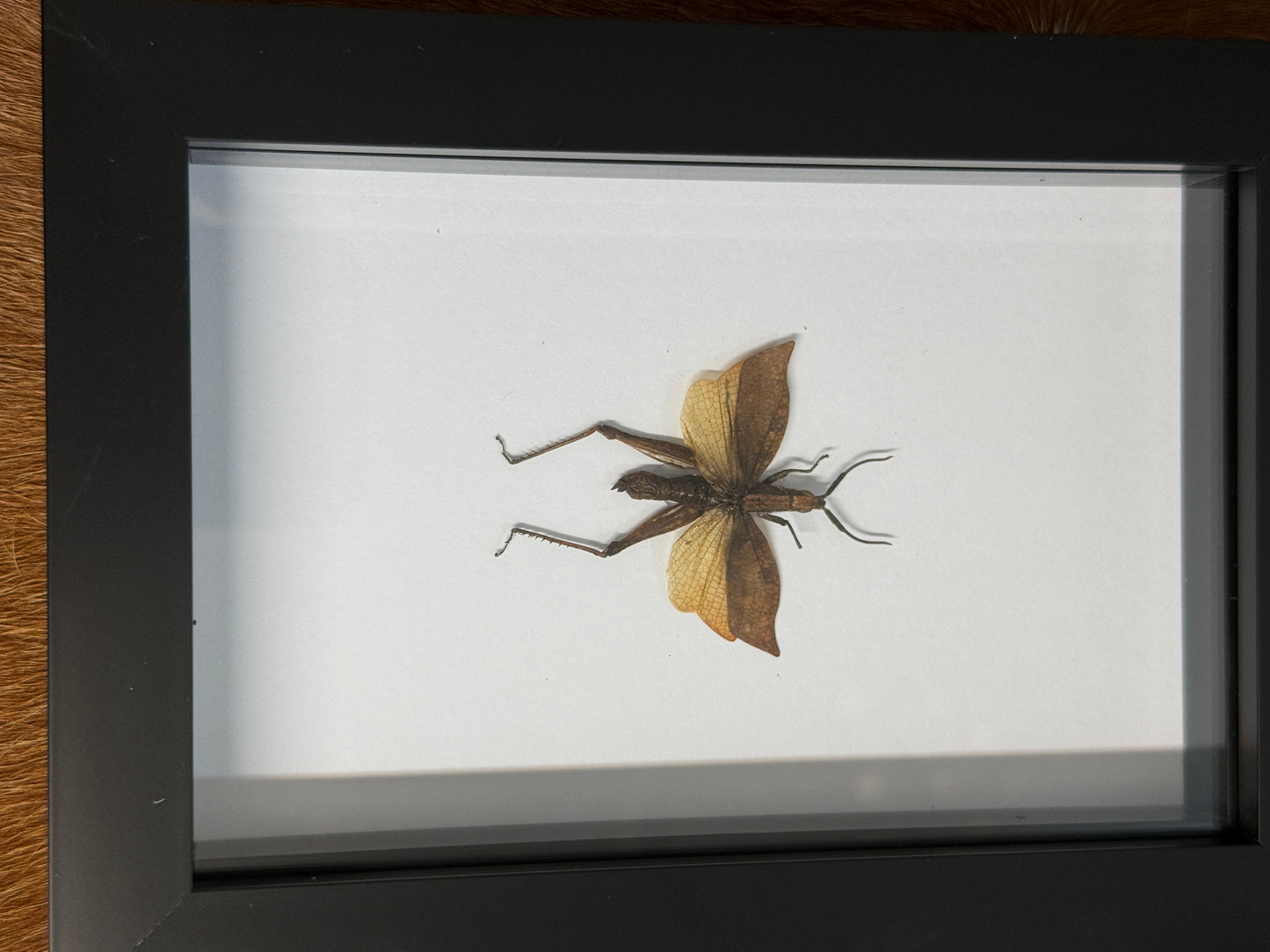 Trignopteryx celebesia Grasshopper Frame - Pumpkin Cat Collectables