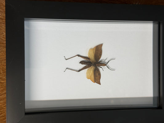Trignopteryx celebesia Grasshopper Frame - Pumpkin Cat Collectables