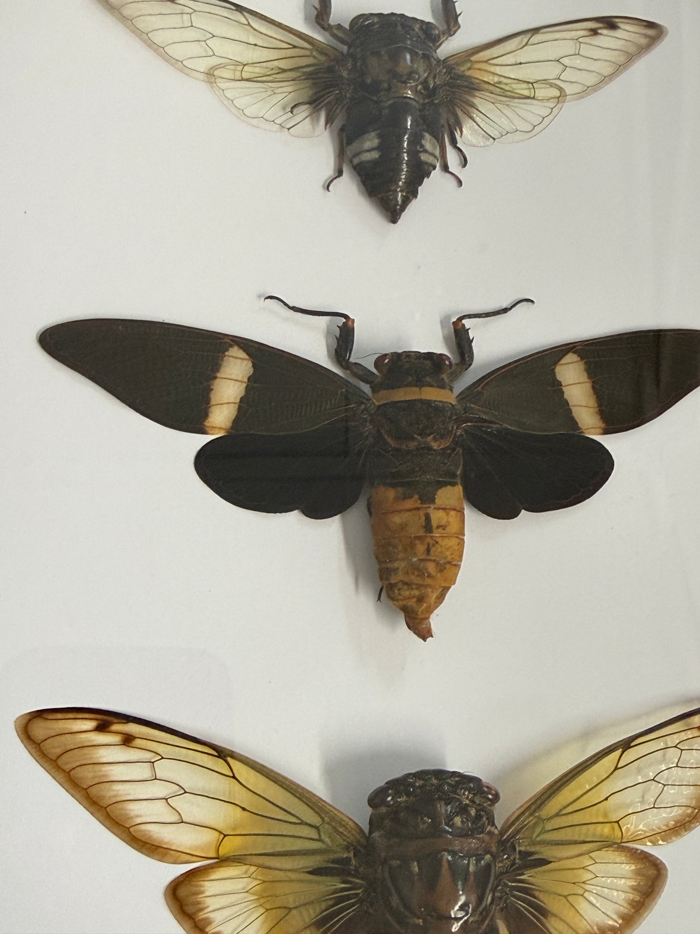 Cicada Trio Frame