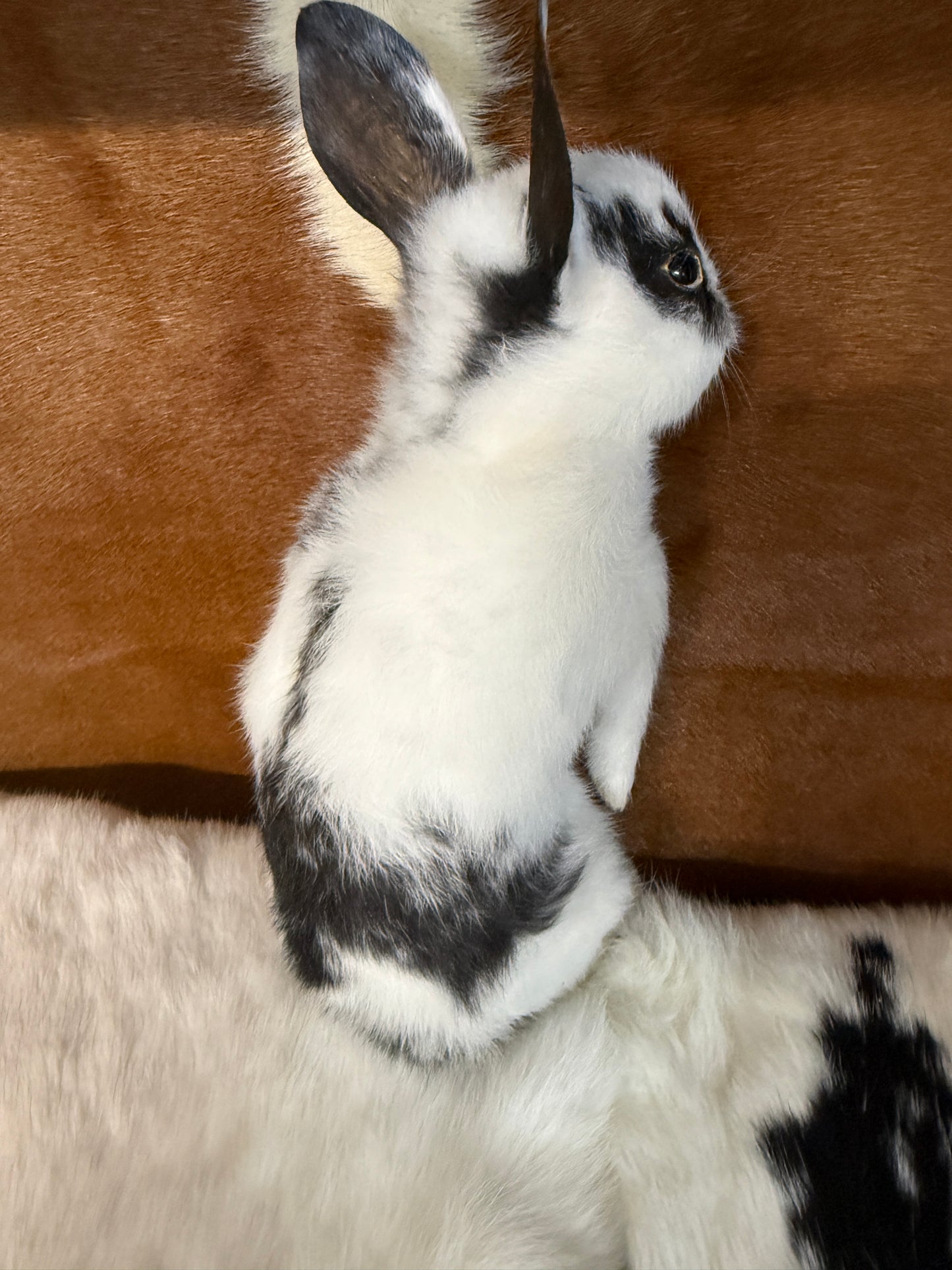 Taxidermy Bunny Mount 'Oleg' - Pumpkin Cat Collectables