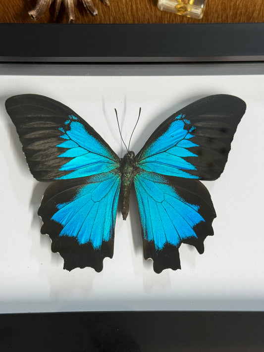 Ulysses Butterfly in a frame (a2)