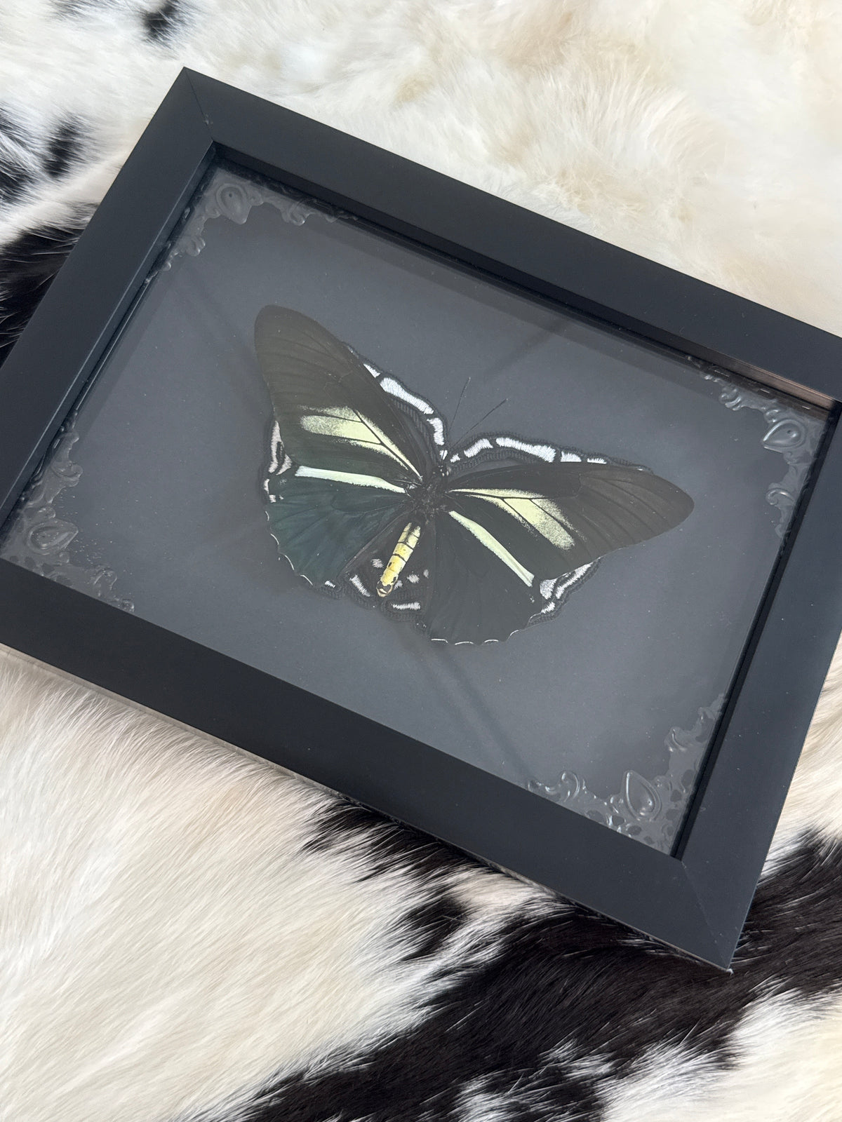 Battus crassus Butterfly in a Frame