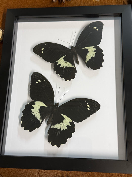 Papilio gambrisius collosus Duo Butterfly frame