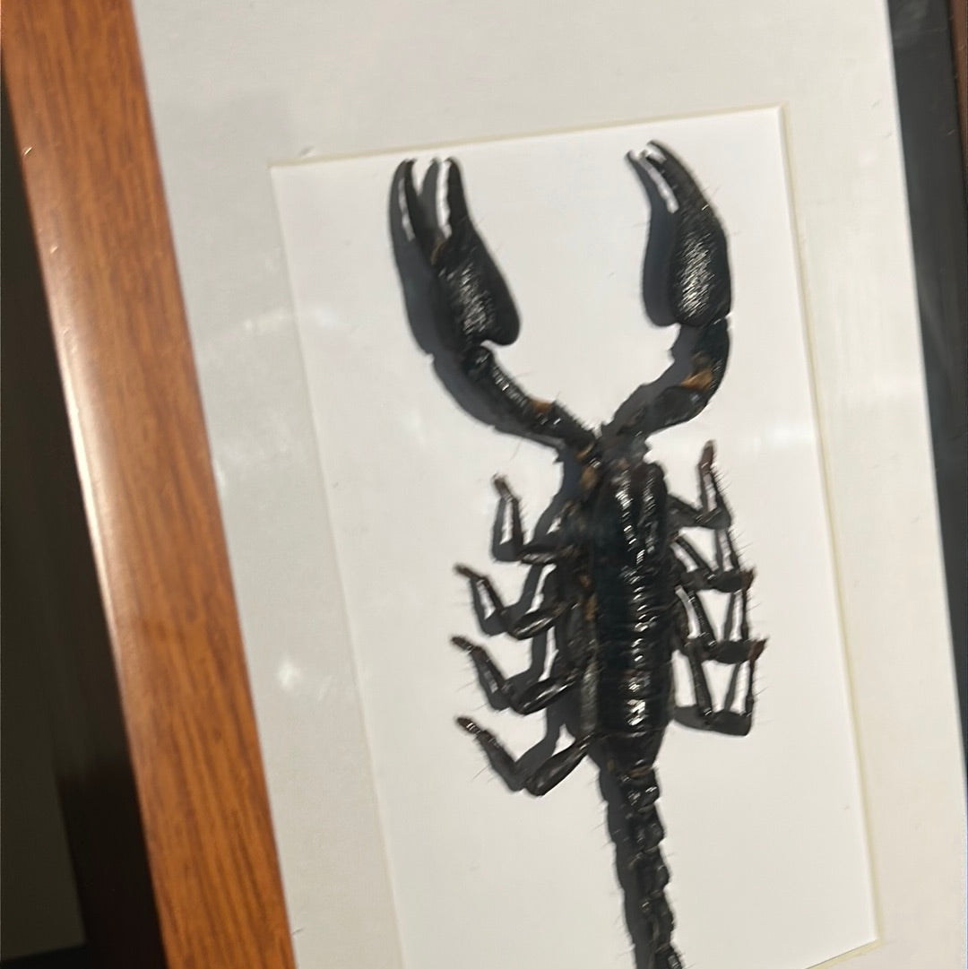 Heterometrus cyaneus Scorpion in a frame