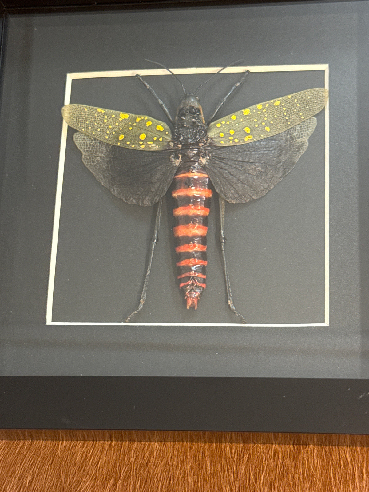 Northern Spotted Grasshopper - Aularches punctatus Frame (xl)