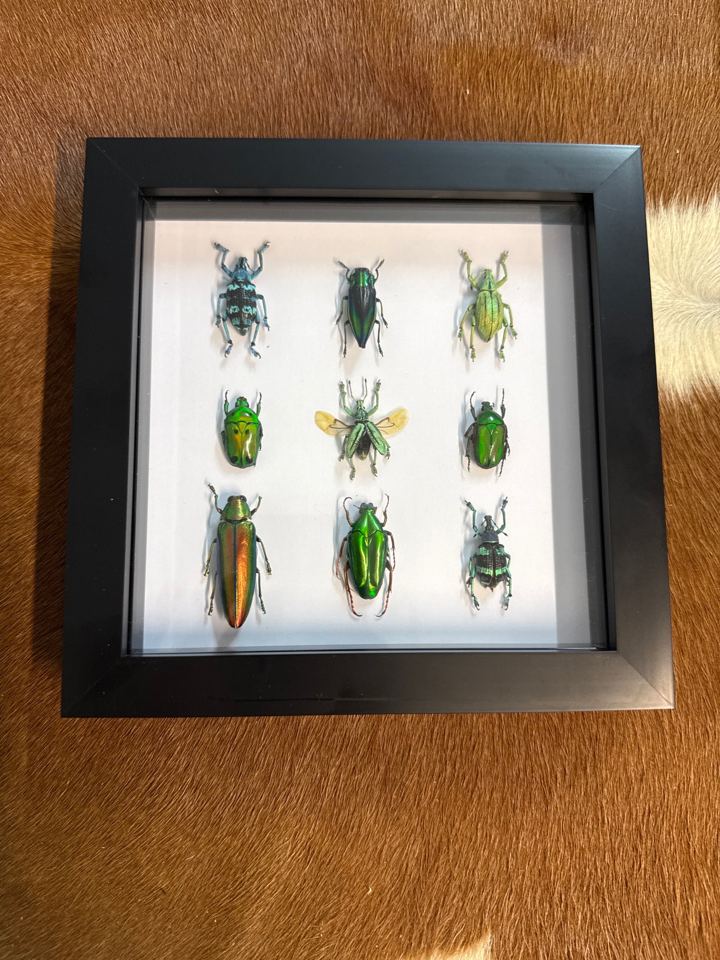 Green Beetle Party Frame