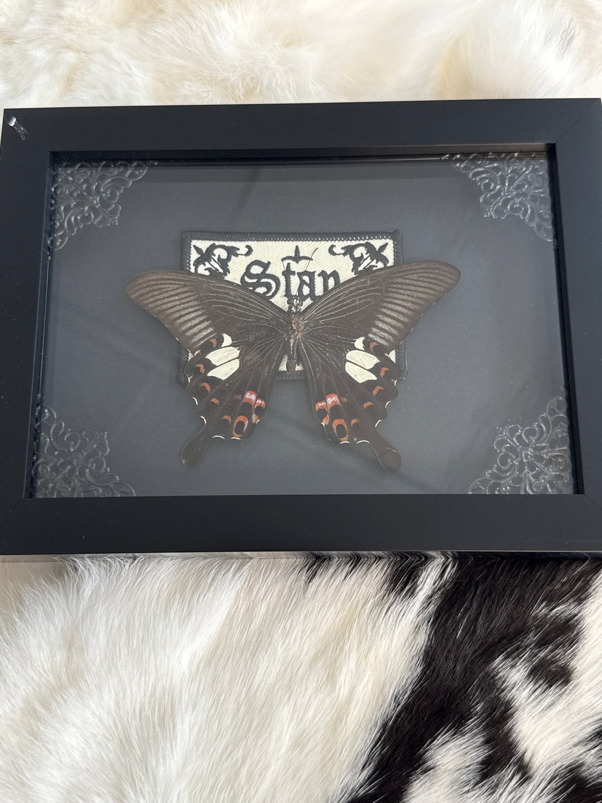Red Helen Butterfly in a Frame