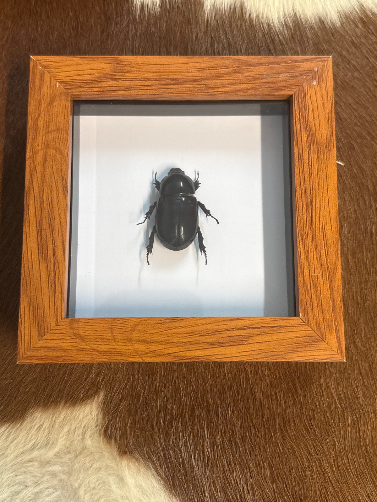 Oryctoderus latitarsis Scarab Beetle Frame