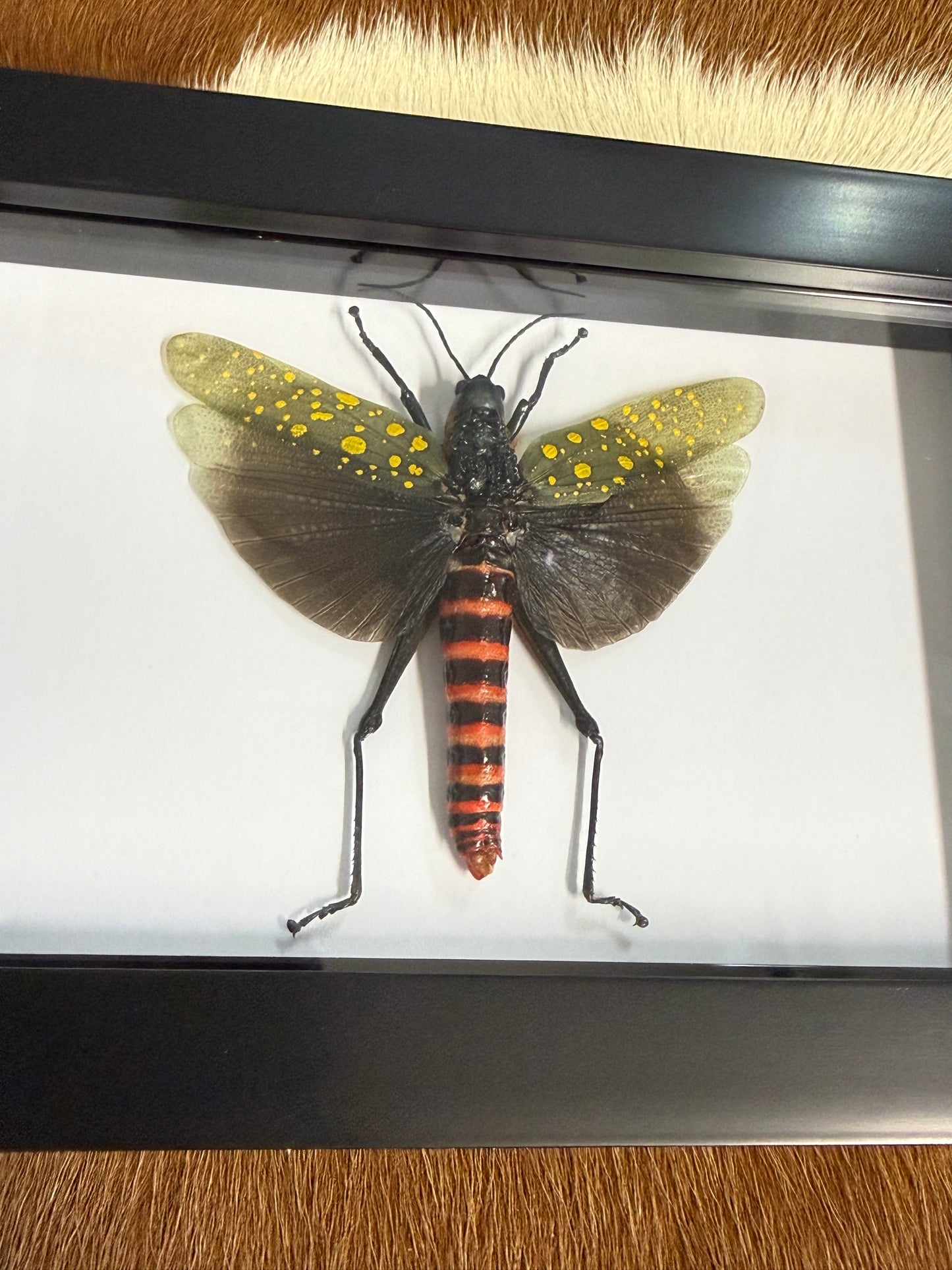 Northern Spotted Grasshopper - Aularches punctatus Frame - Pumpkin Cat Collectables