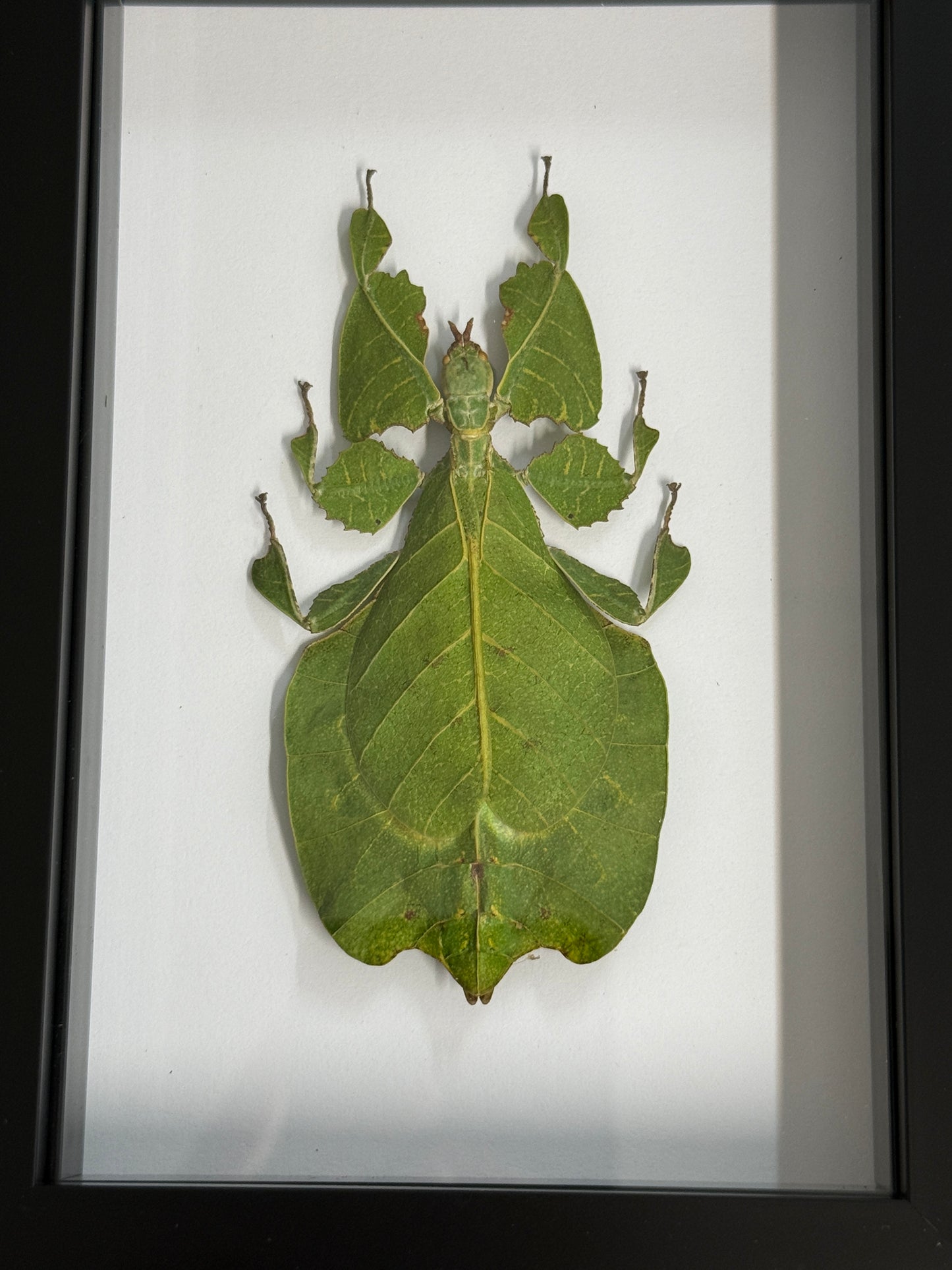 Phyllium pulchrifolium Leaf Insect Frame - Female