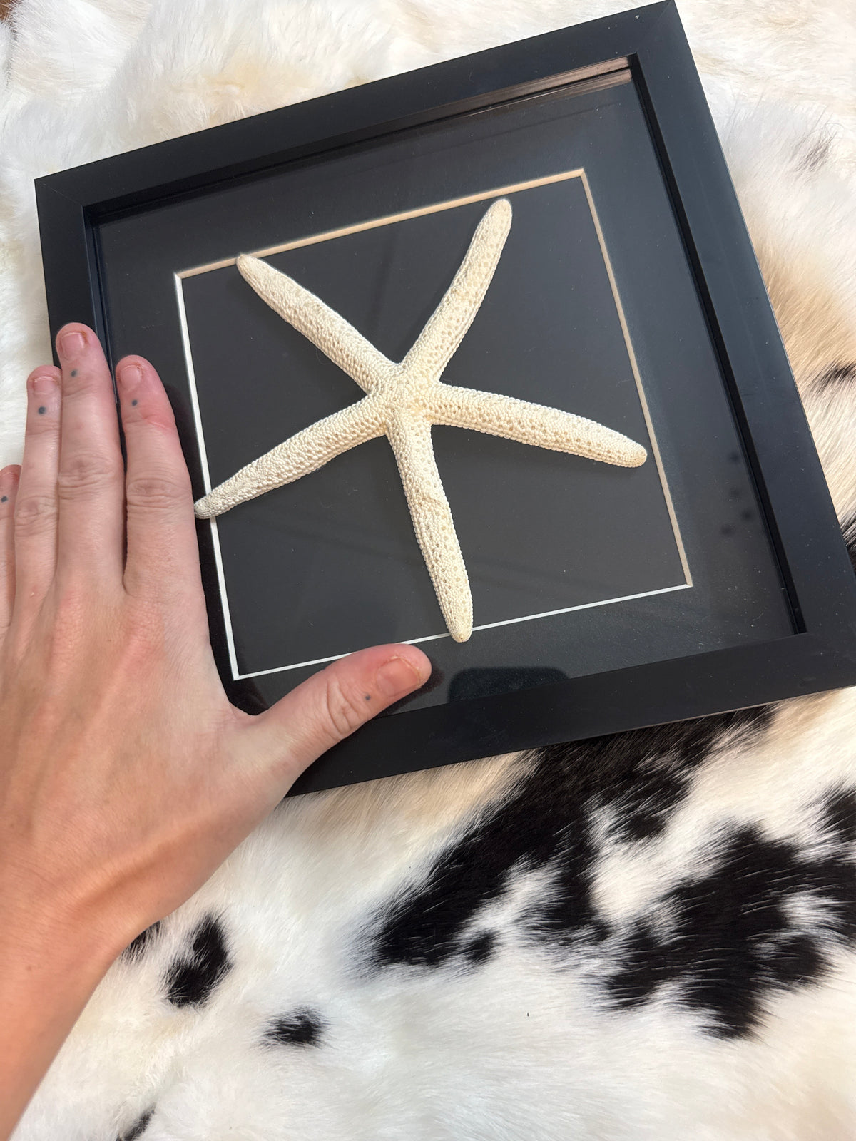Giant Starfish in a Frame