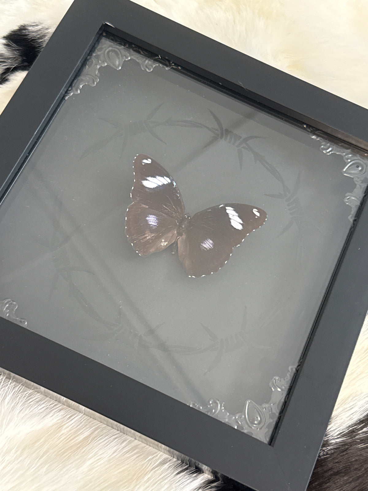 Great Eggfly Butterfly in a Frame