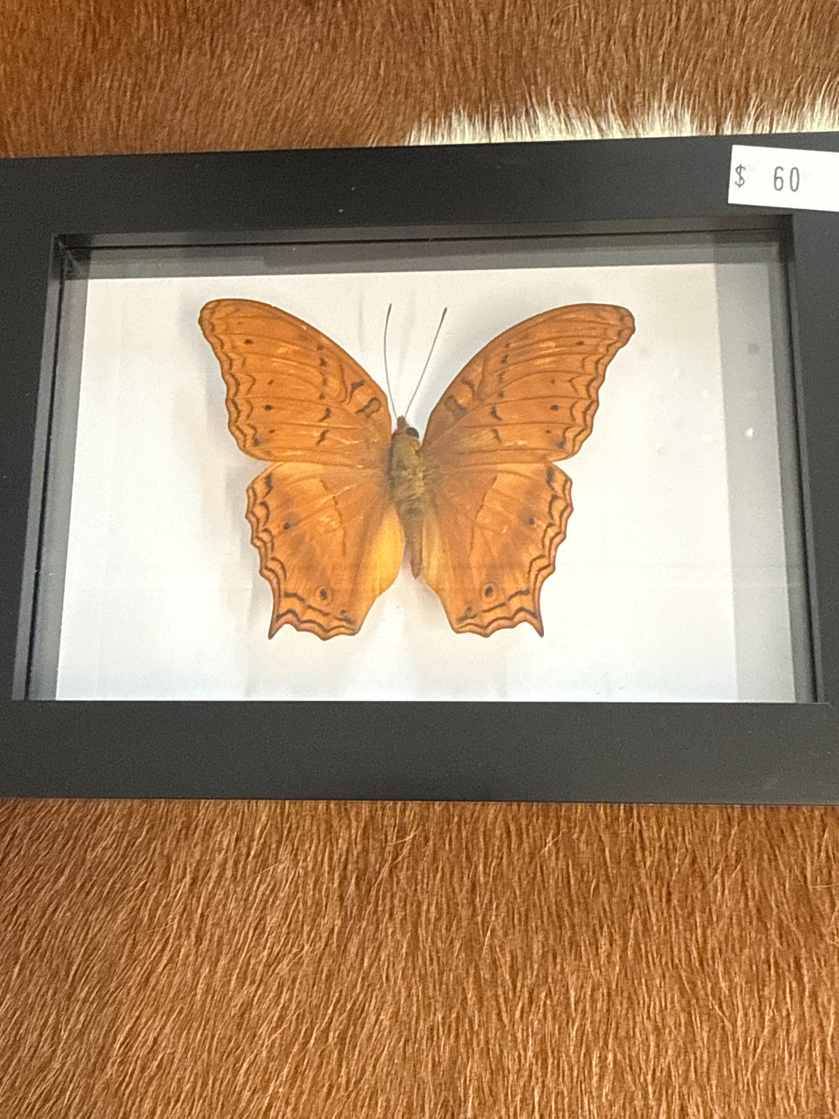 Cruiser Butterfly in a Frame