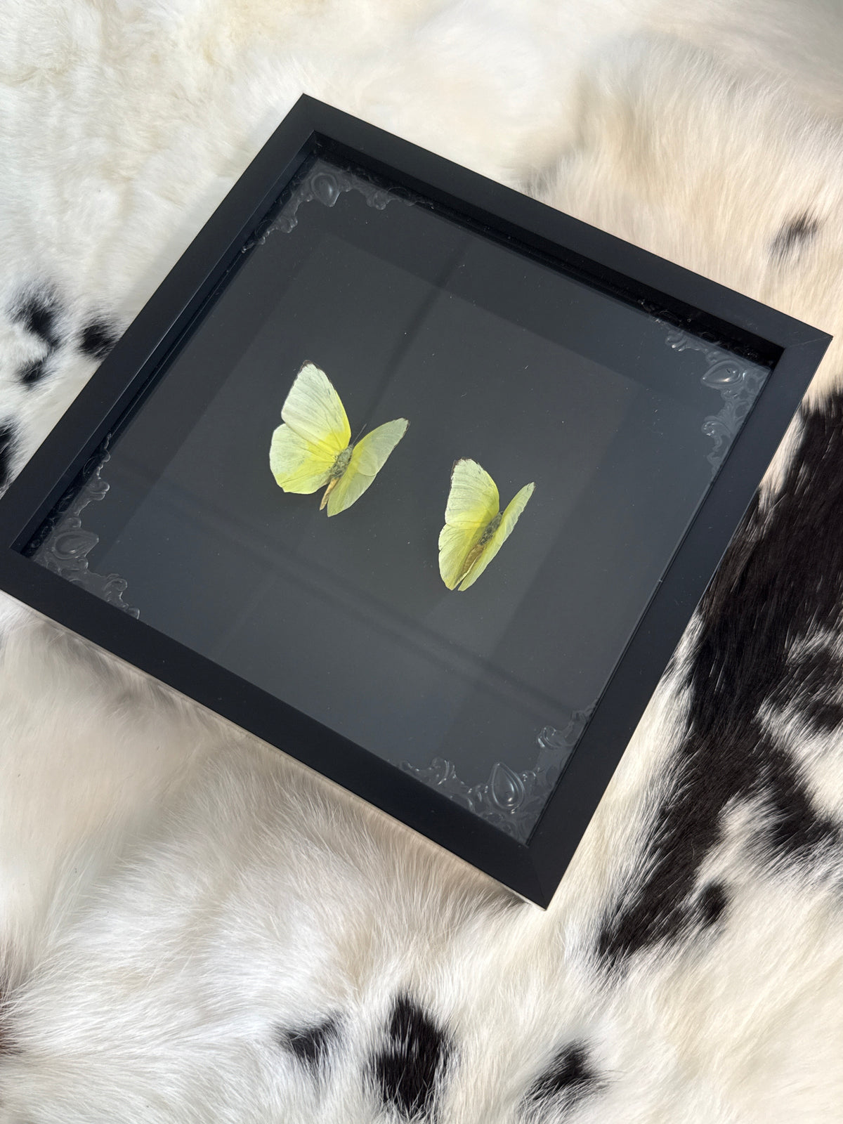 Yellow Migrant Butterflies in a Frame
