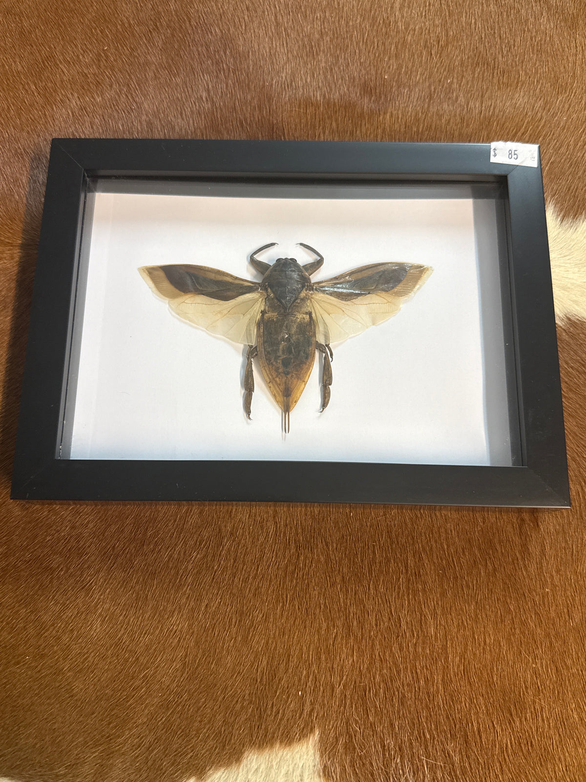 Giant Water Bug (Lethocerus) in a Frame