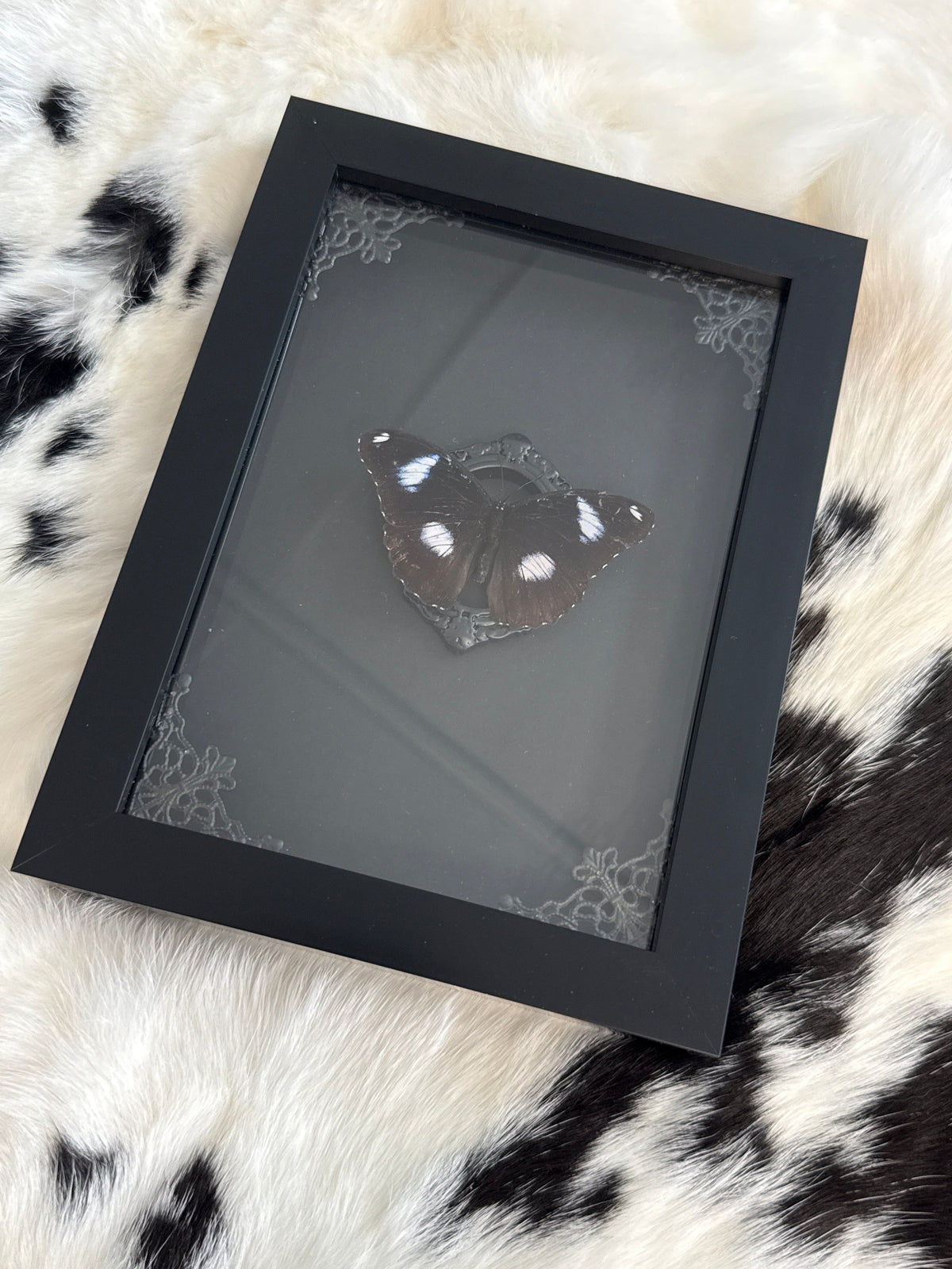 Hypolimnas bolina Butterfly in a Frame