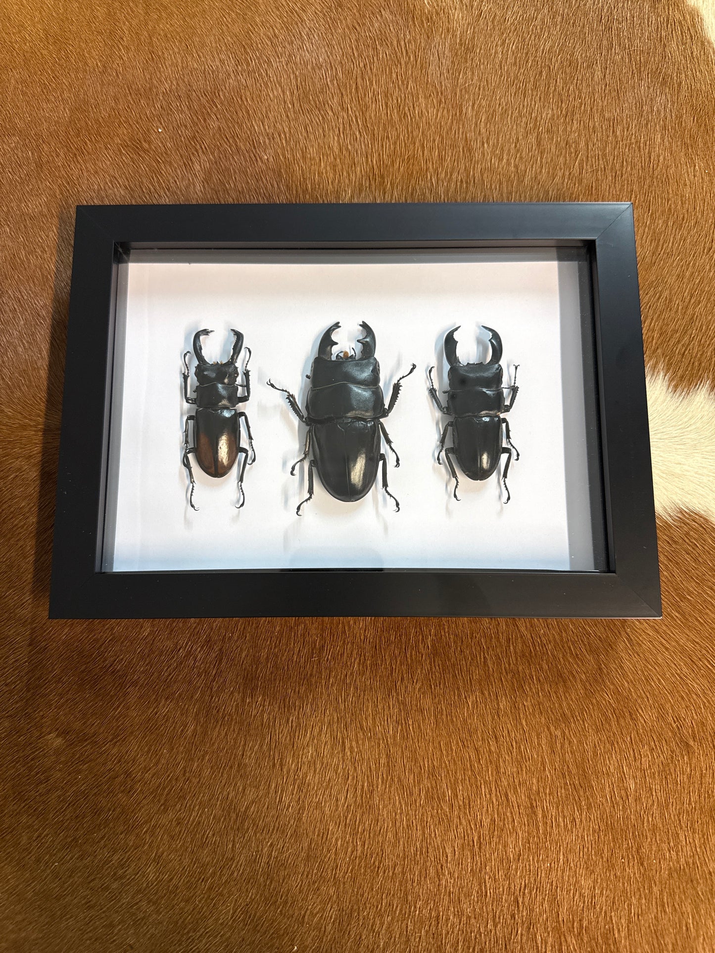 Big Boi Beetle Trio Frame