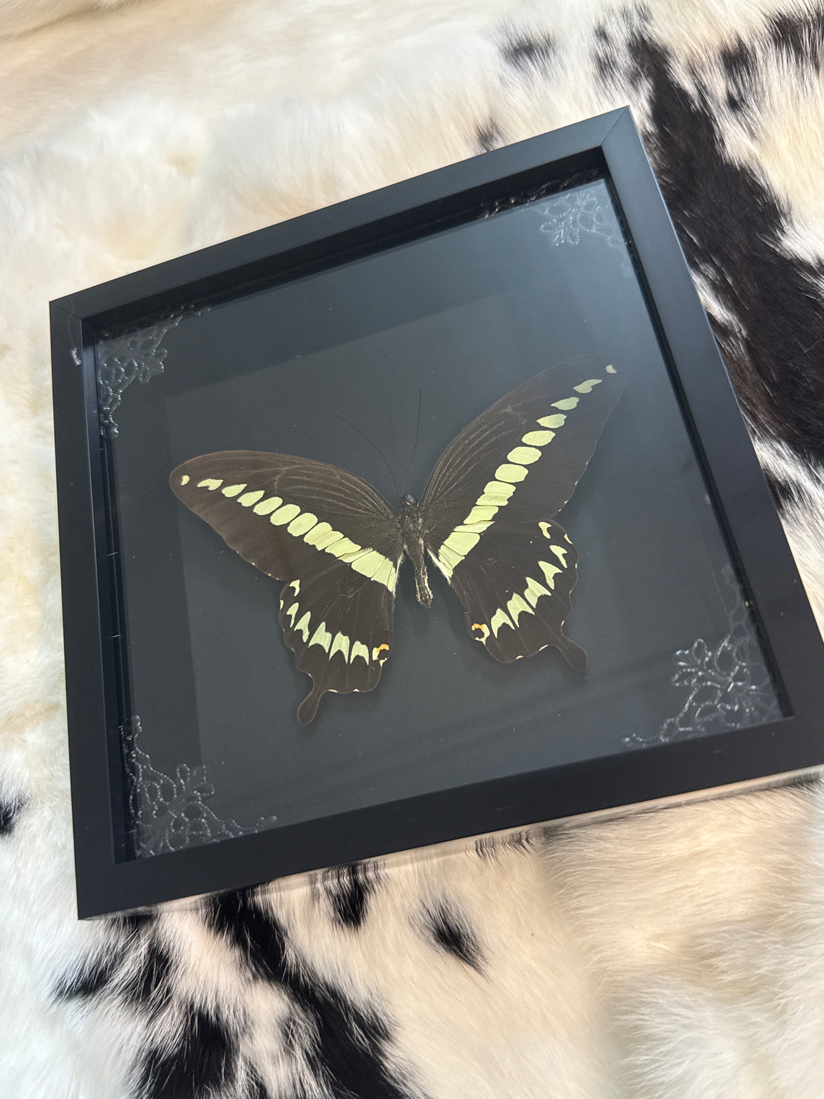 Thaos Swallowtail Butterfly Frame