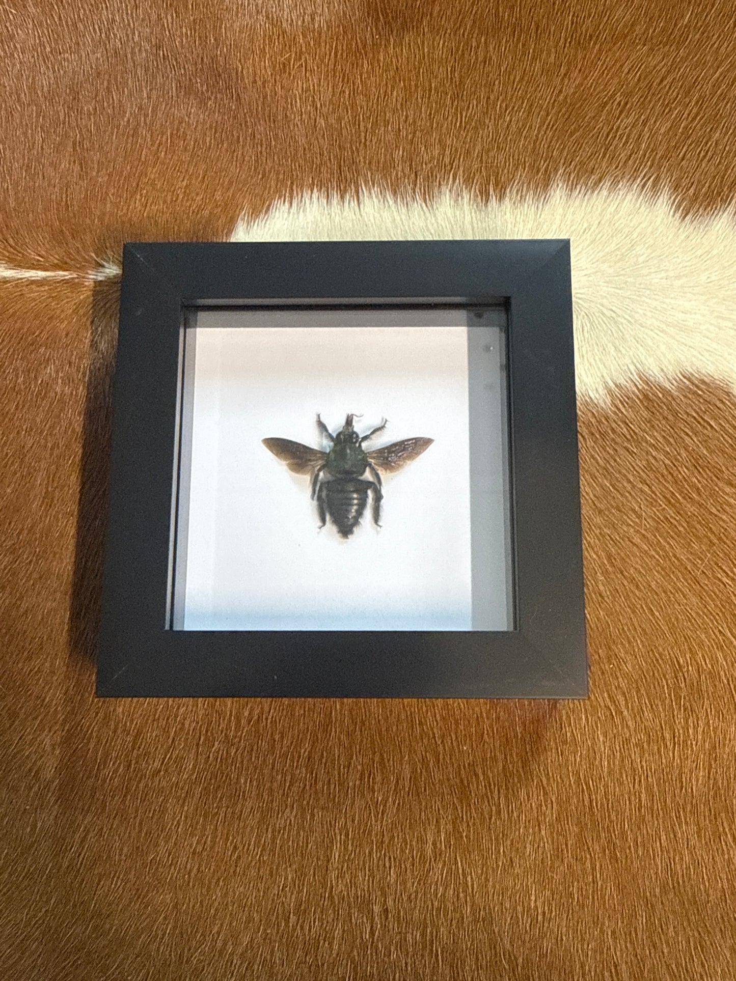Xylocopa caerulea (male) Bee in a frame