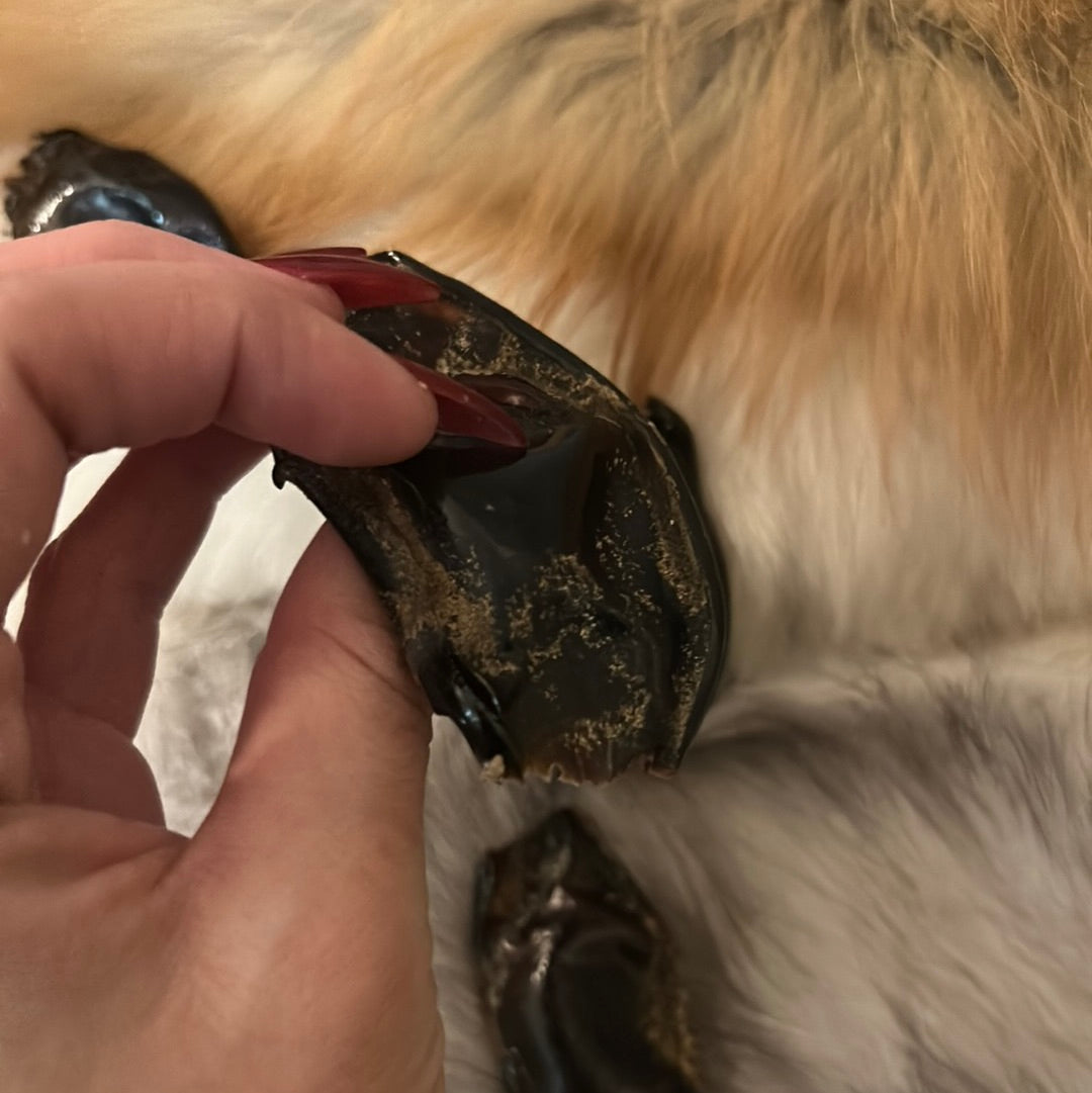 Shark Egg Capsule