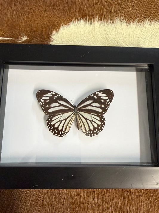 Butterfly frame - minor damage - Pumpkin Cat Collectables