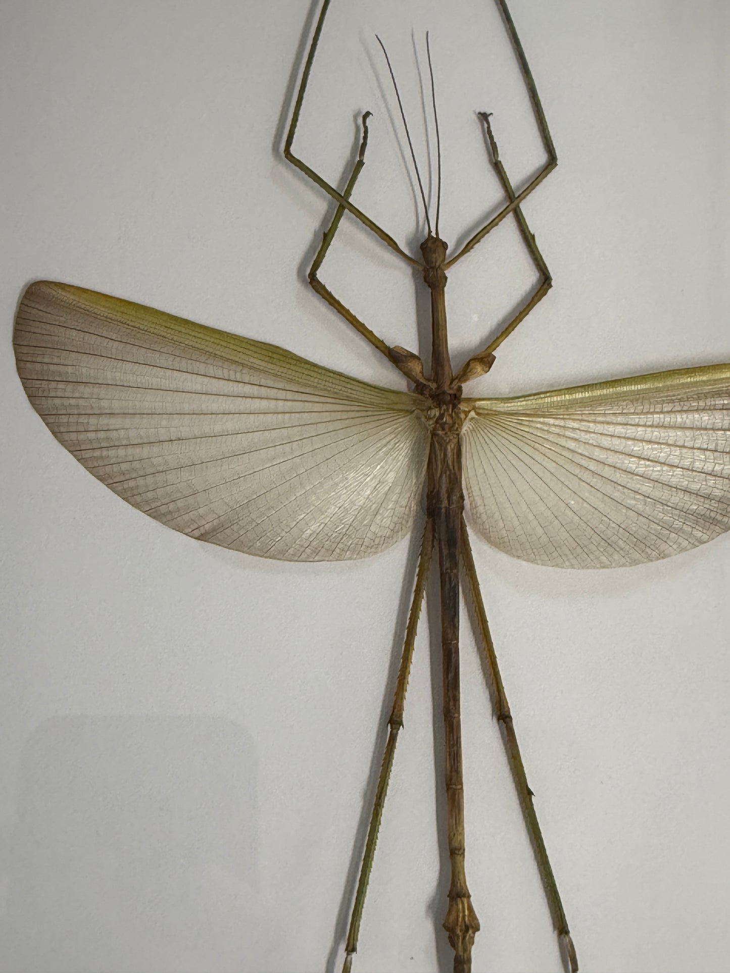 Pharnacia sumatrana Stick Insect Frame