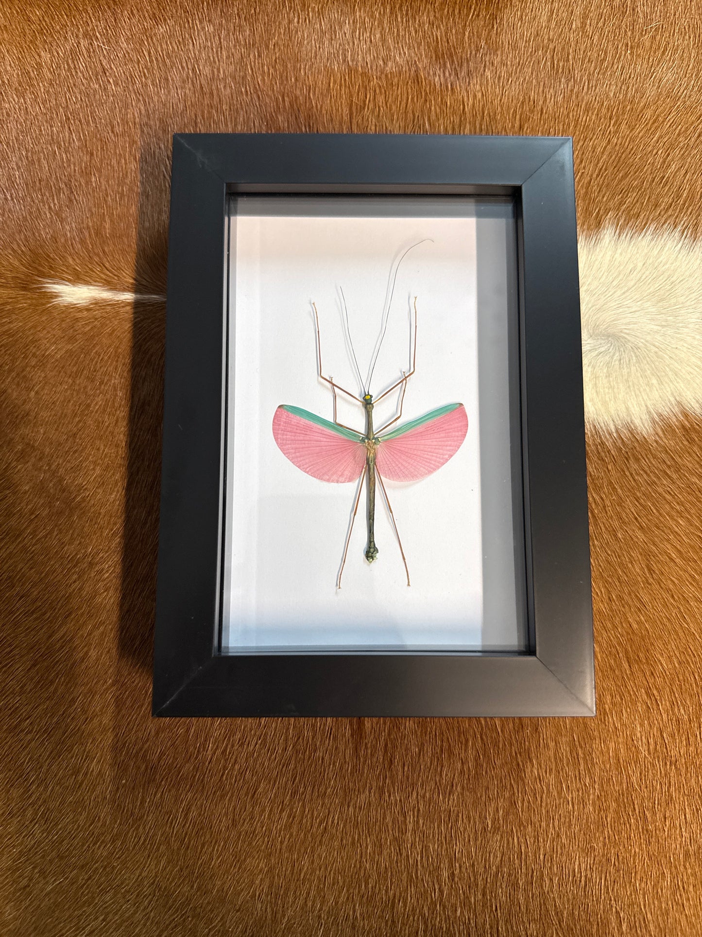 Pink Winged Stick Insect in a Frame