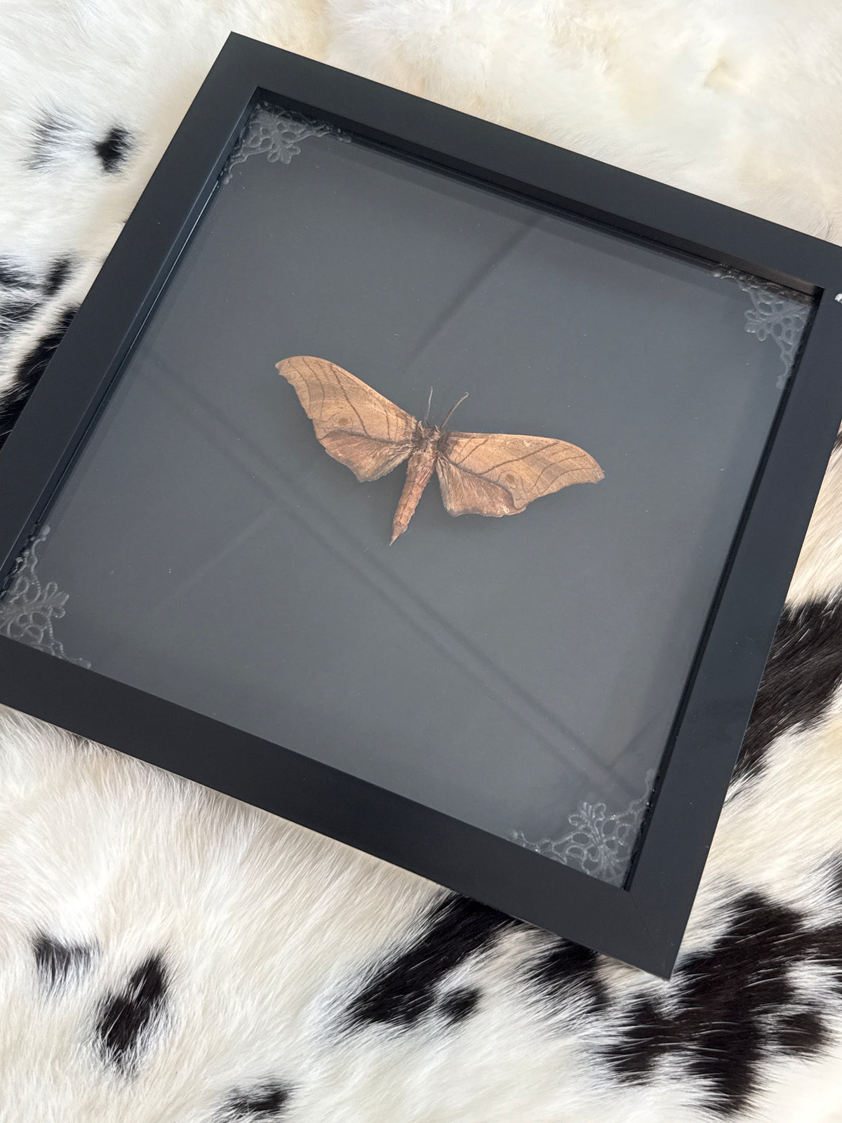 Thetra levan Moth in a Frame