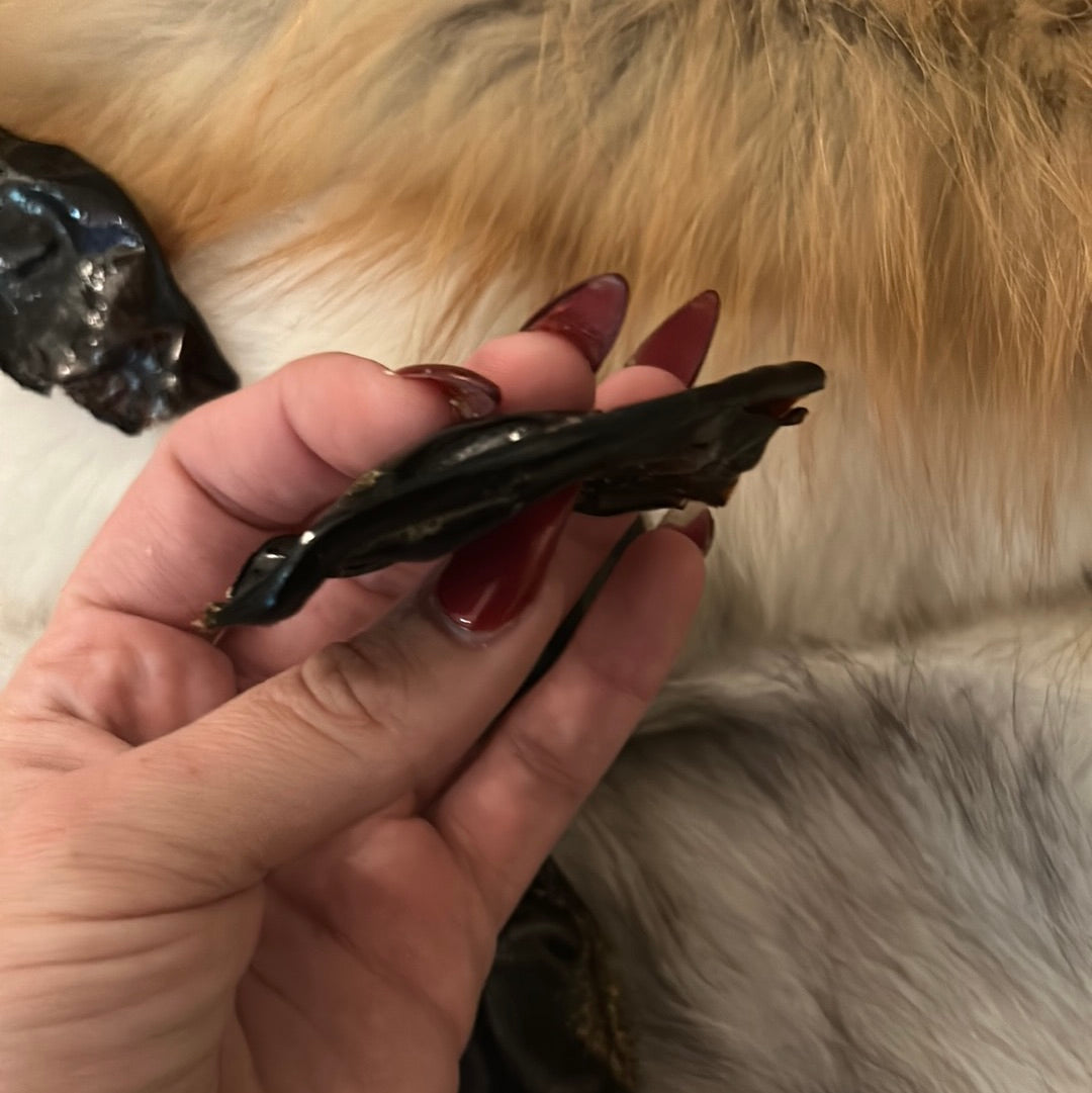 Shark Egg Capsule