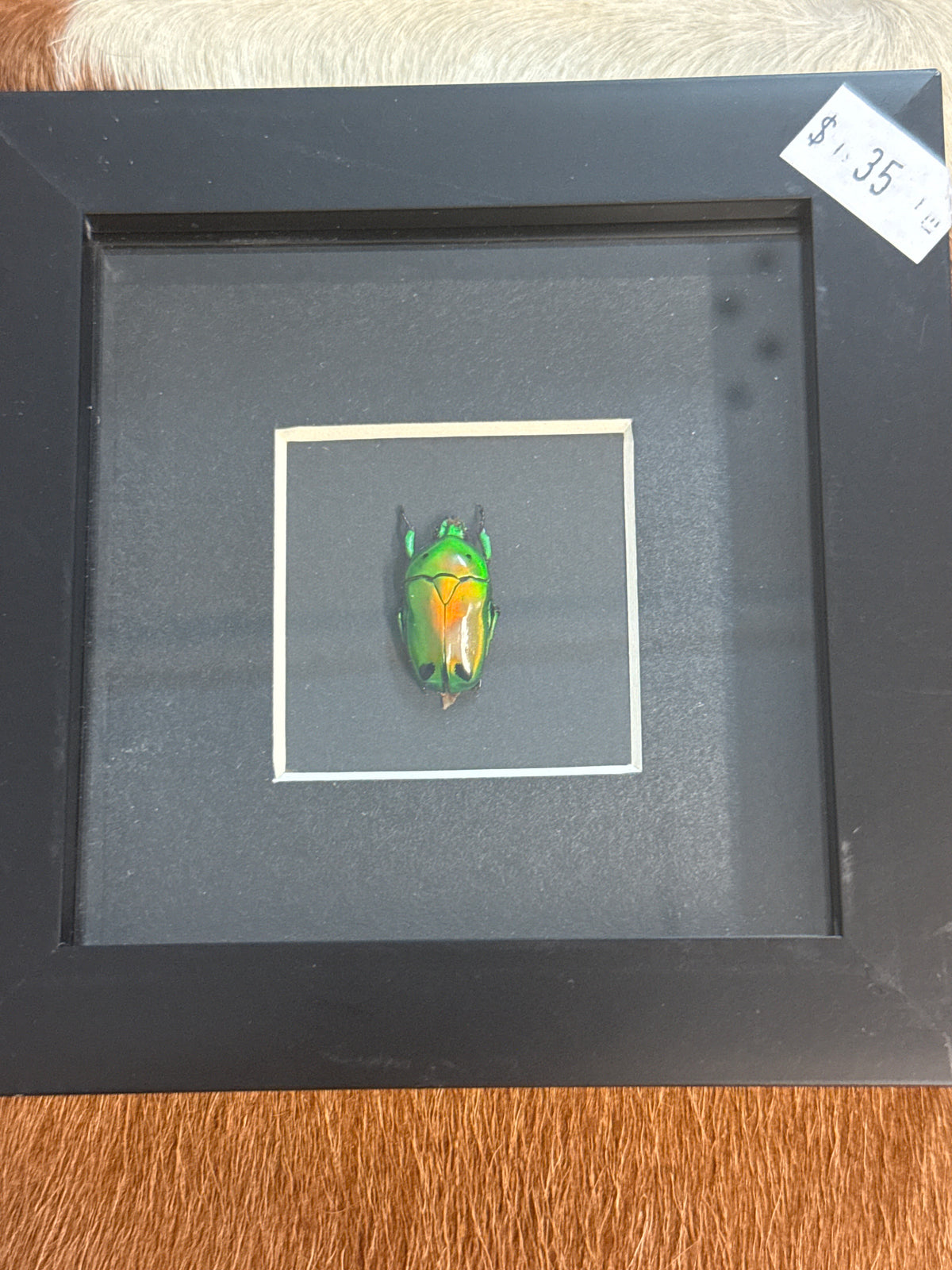 Heterorrhina sexmaculata Beetle in a Frame