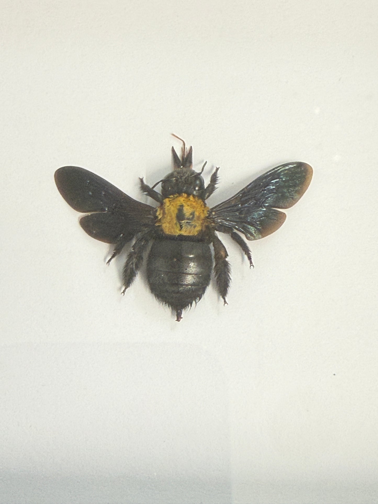 Carpenter Bee - Xylocopa aestuans Frame