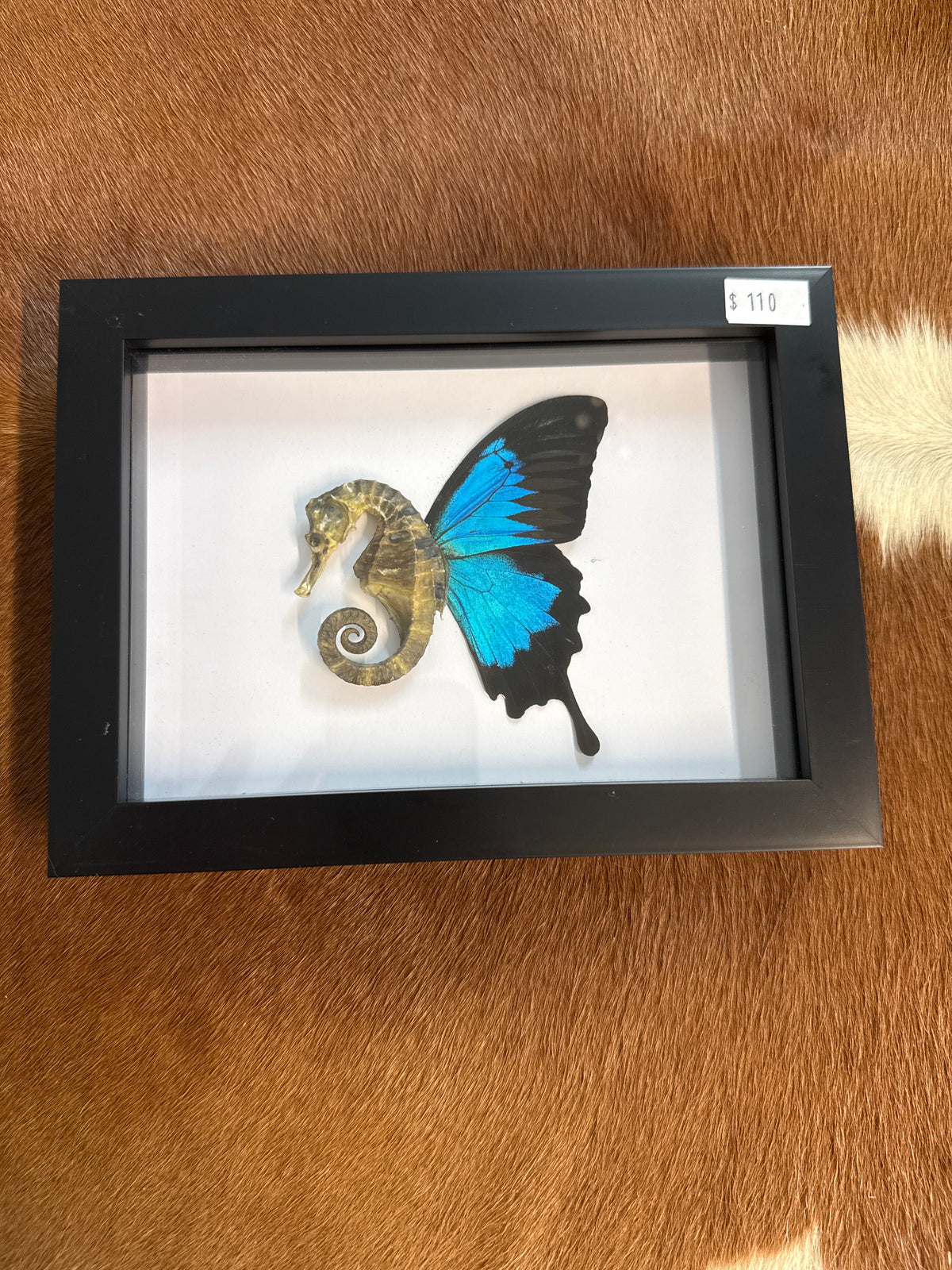 Sea ‘Fairy’ Frame