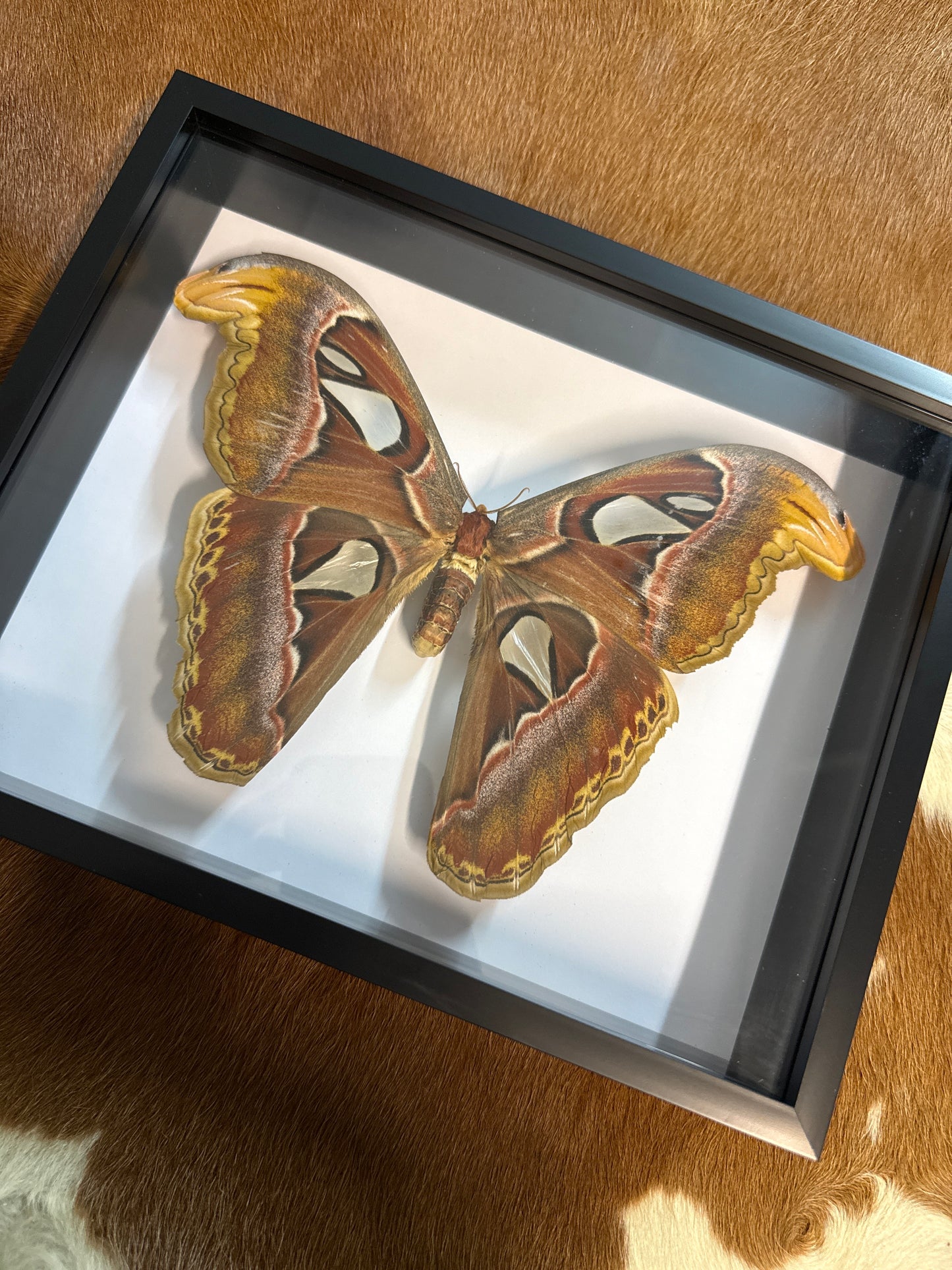 Atlas Moth in a Frame
