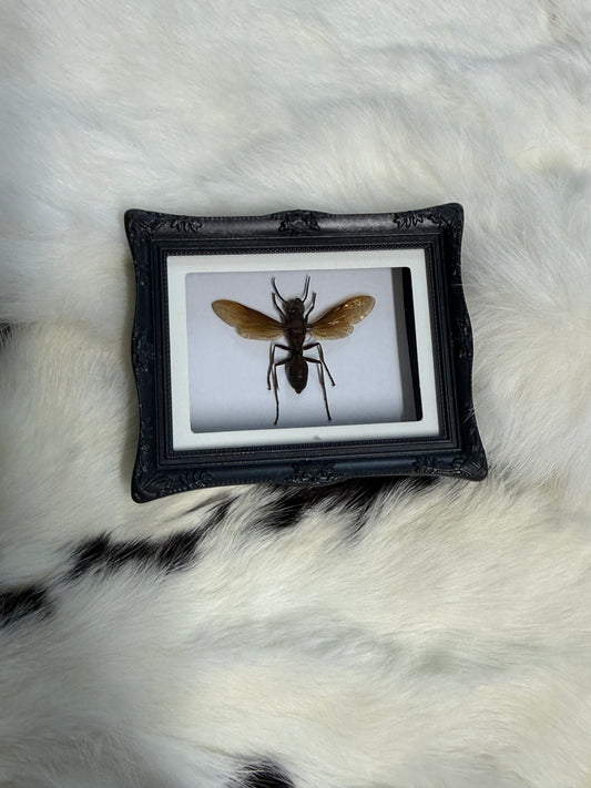 Bug Fridge Magnet Mini Frame - Pumpkin Cat Collectables