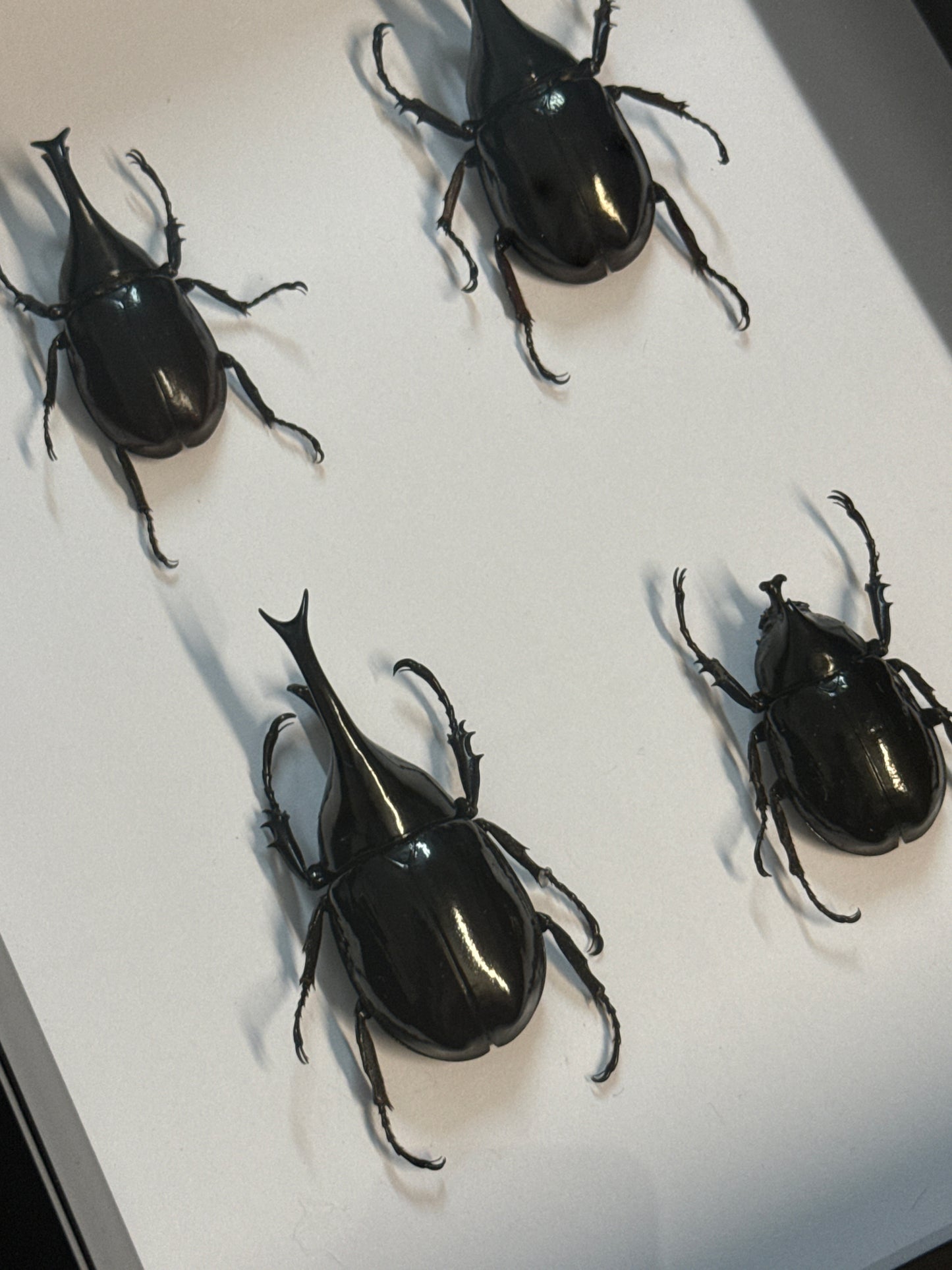 Rhino Beetle Party Frame
