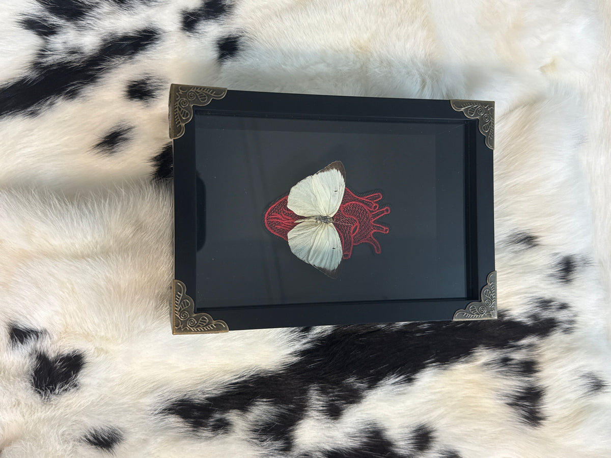 Catopsilla Pomona Butterfly Frame